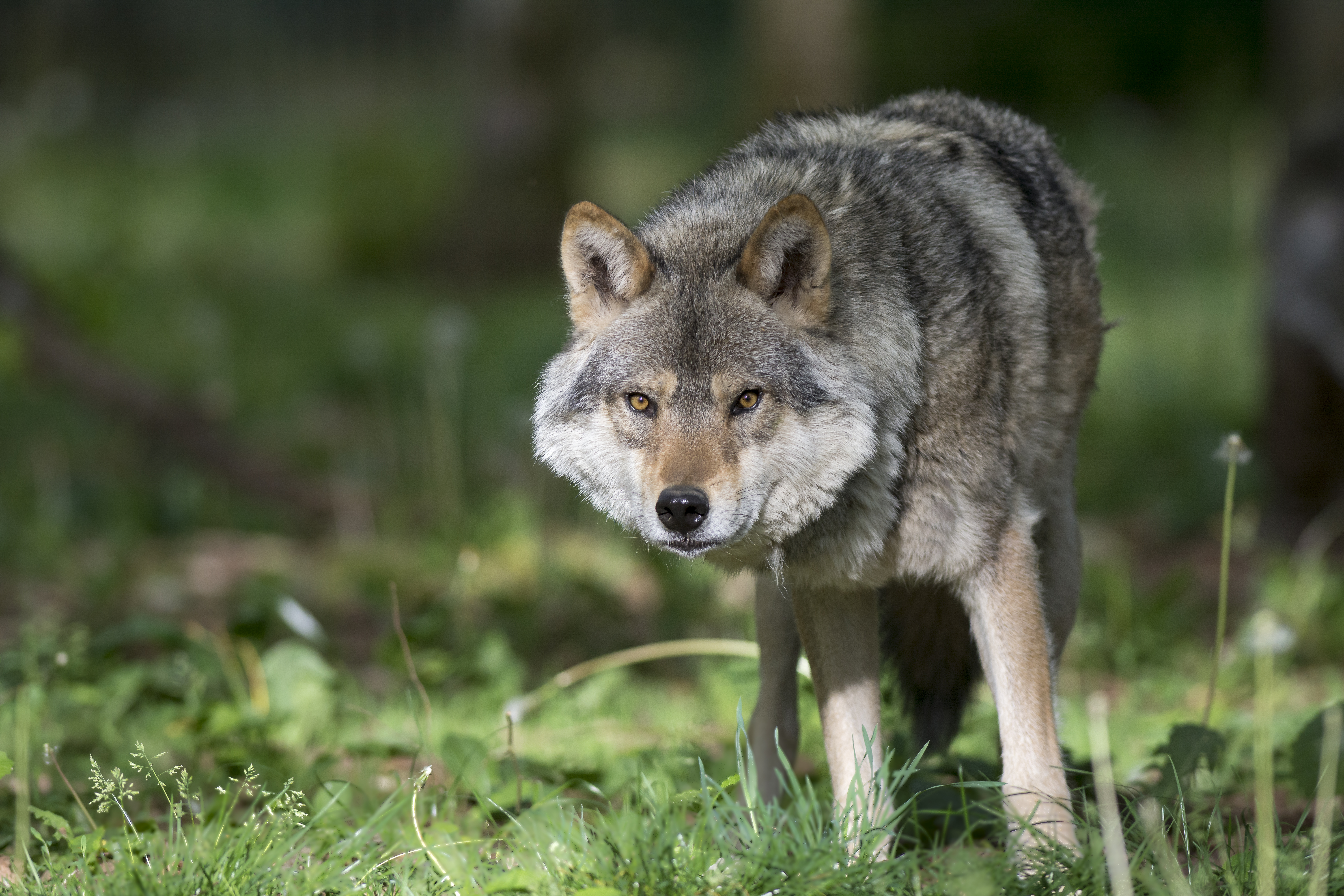 Loup gris Domaine des Grottes de Han - Visites spéciales