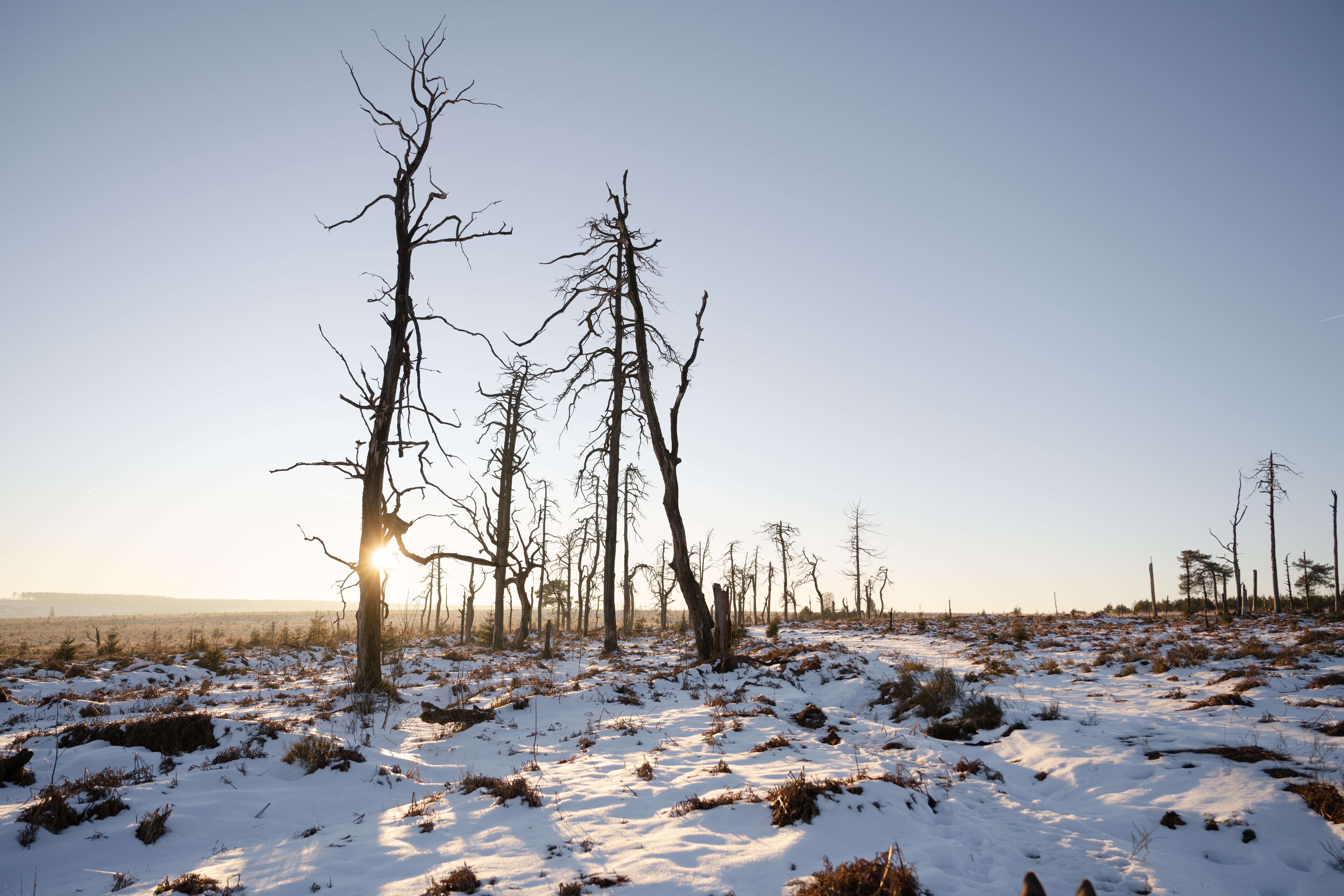 Noir Flohay dans les Hautes Fagnes