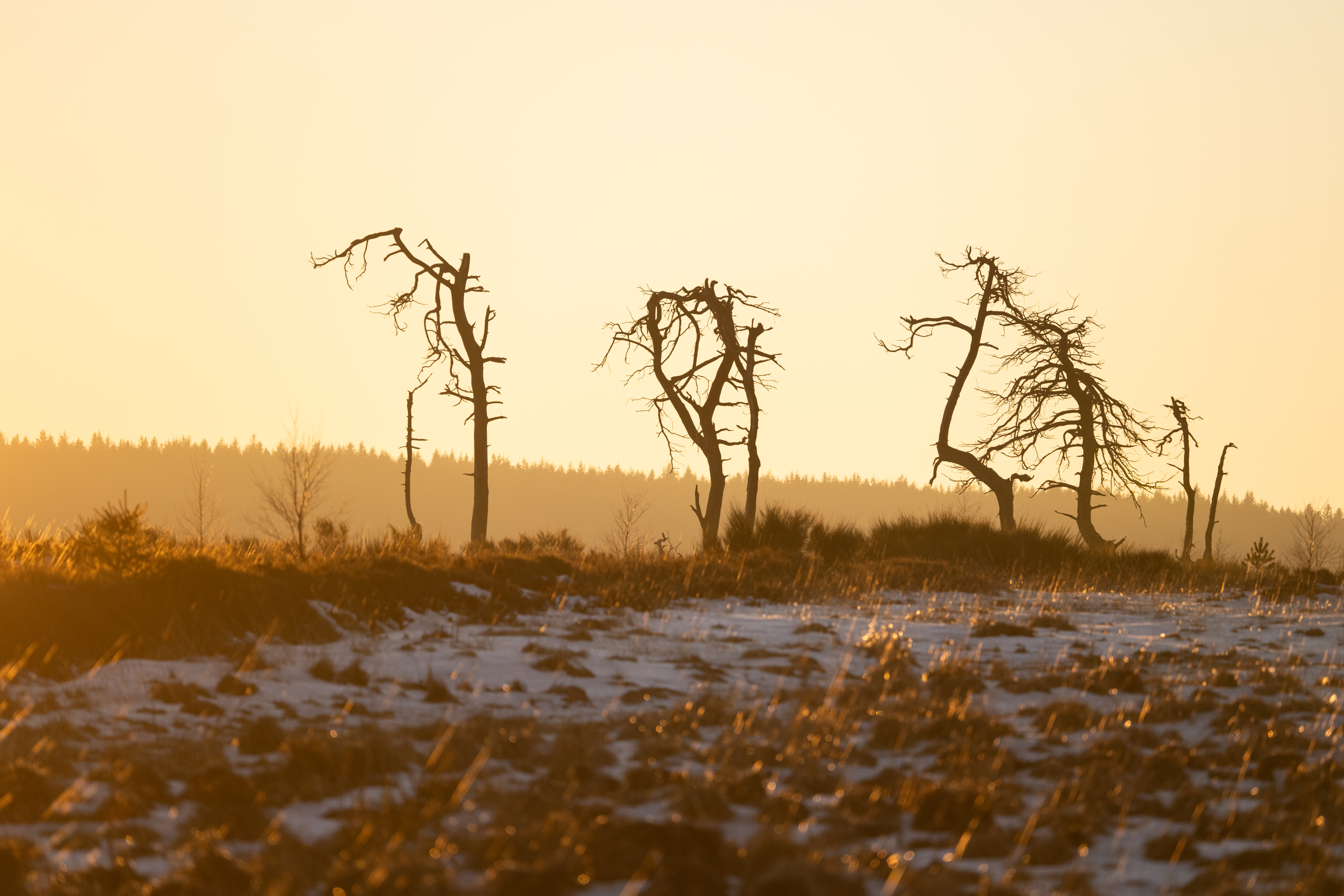 Noir Flohay dans les Hautes Fagnes