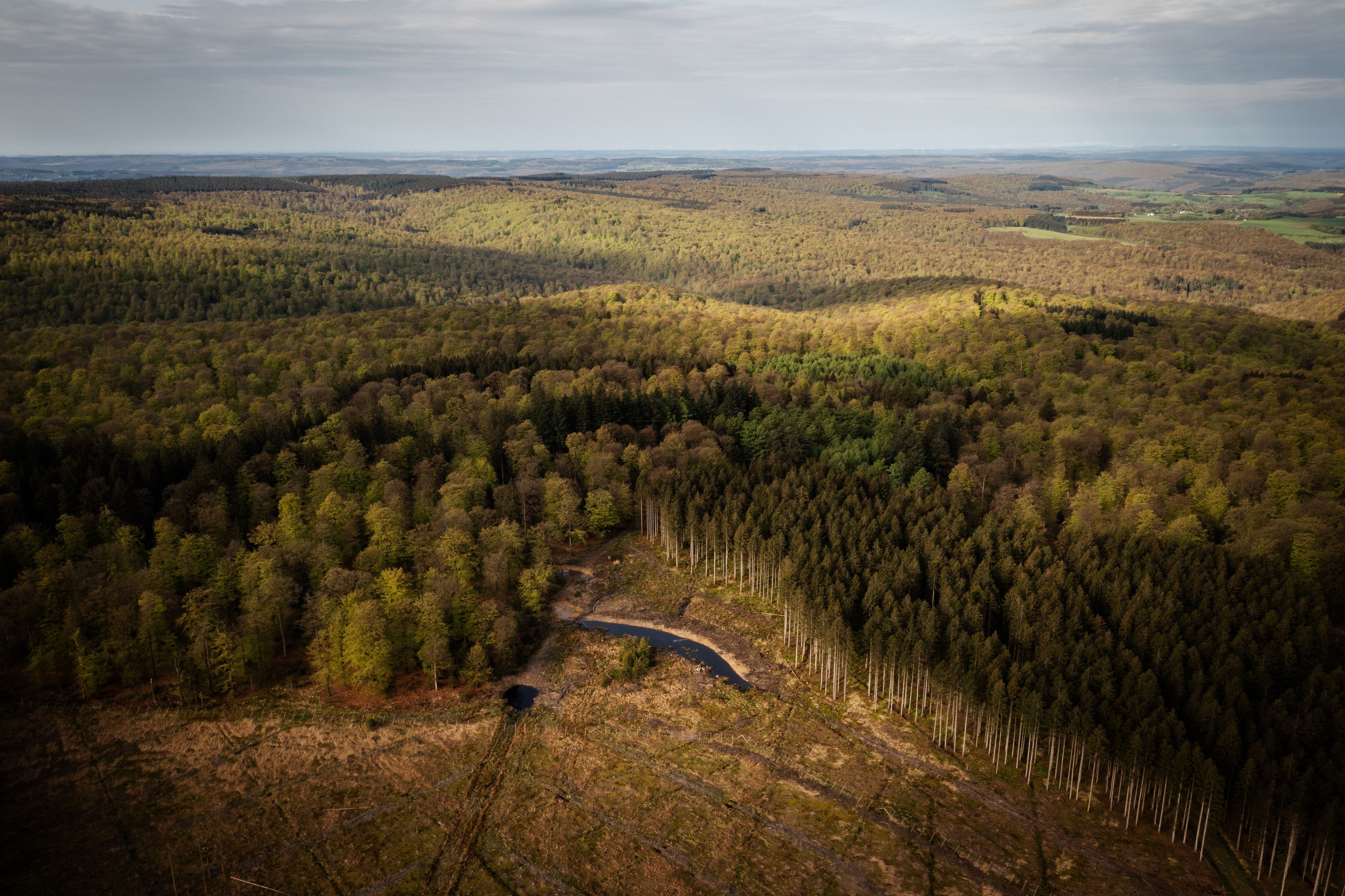 Forêt de Saint-Hubert