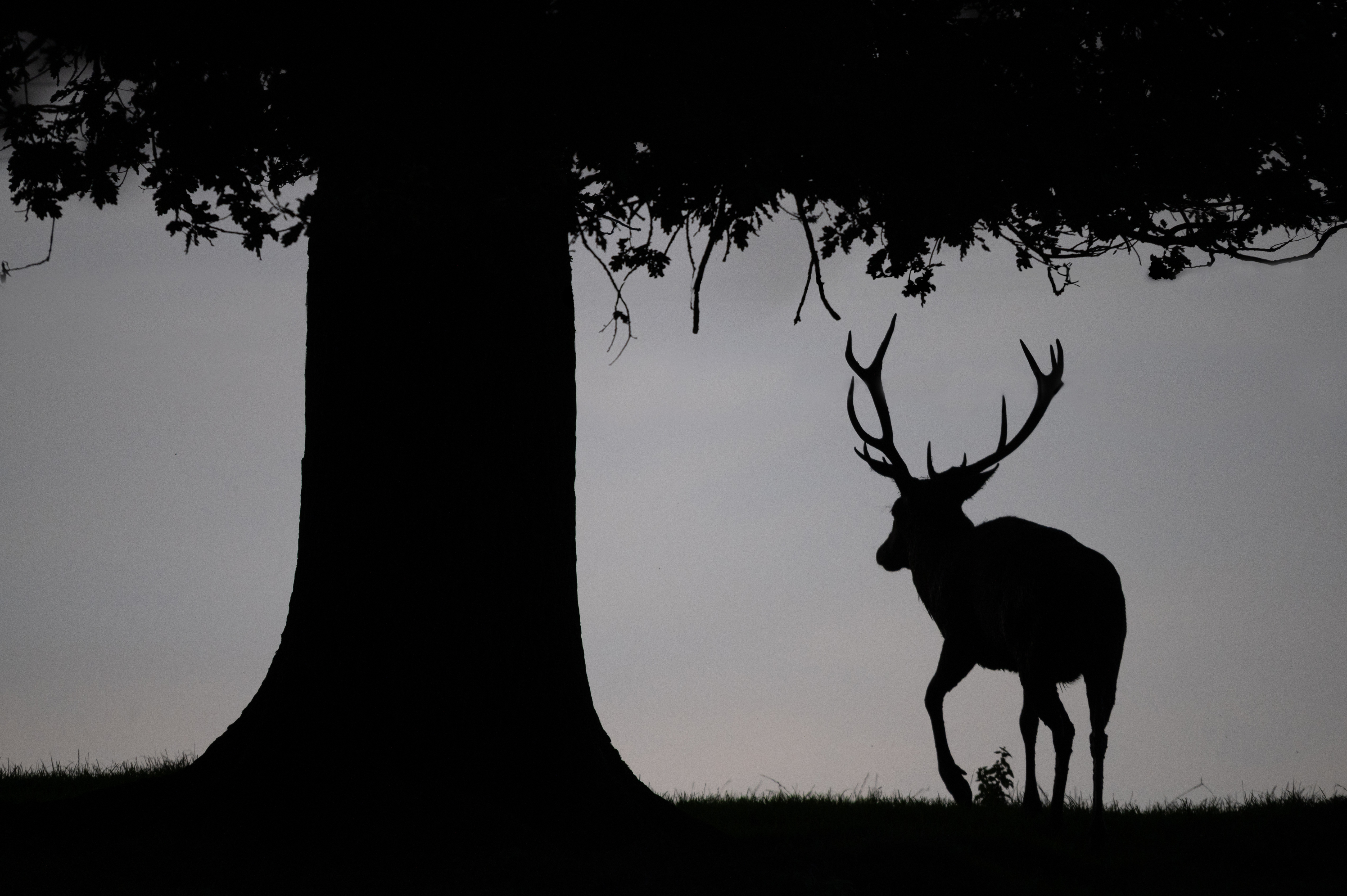 Silhouette de cerf durant le brame