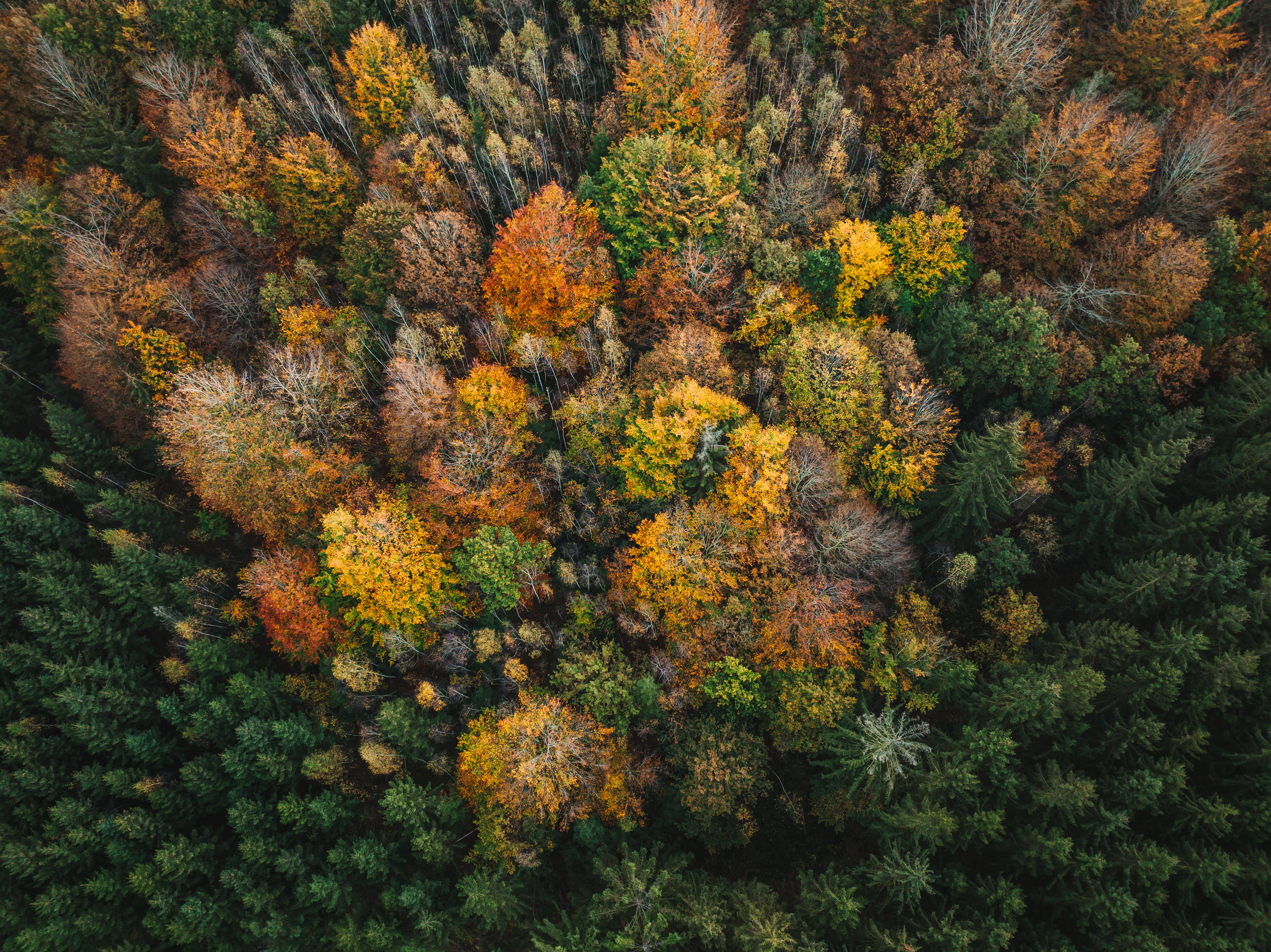 forêt ardennaise vue du ciel en automne