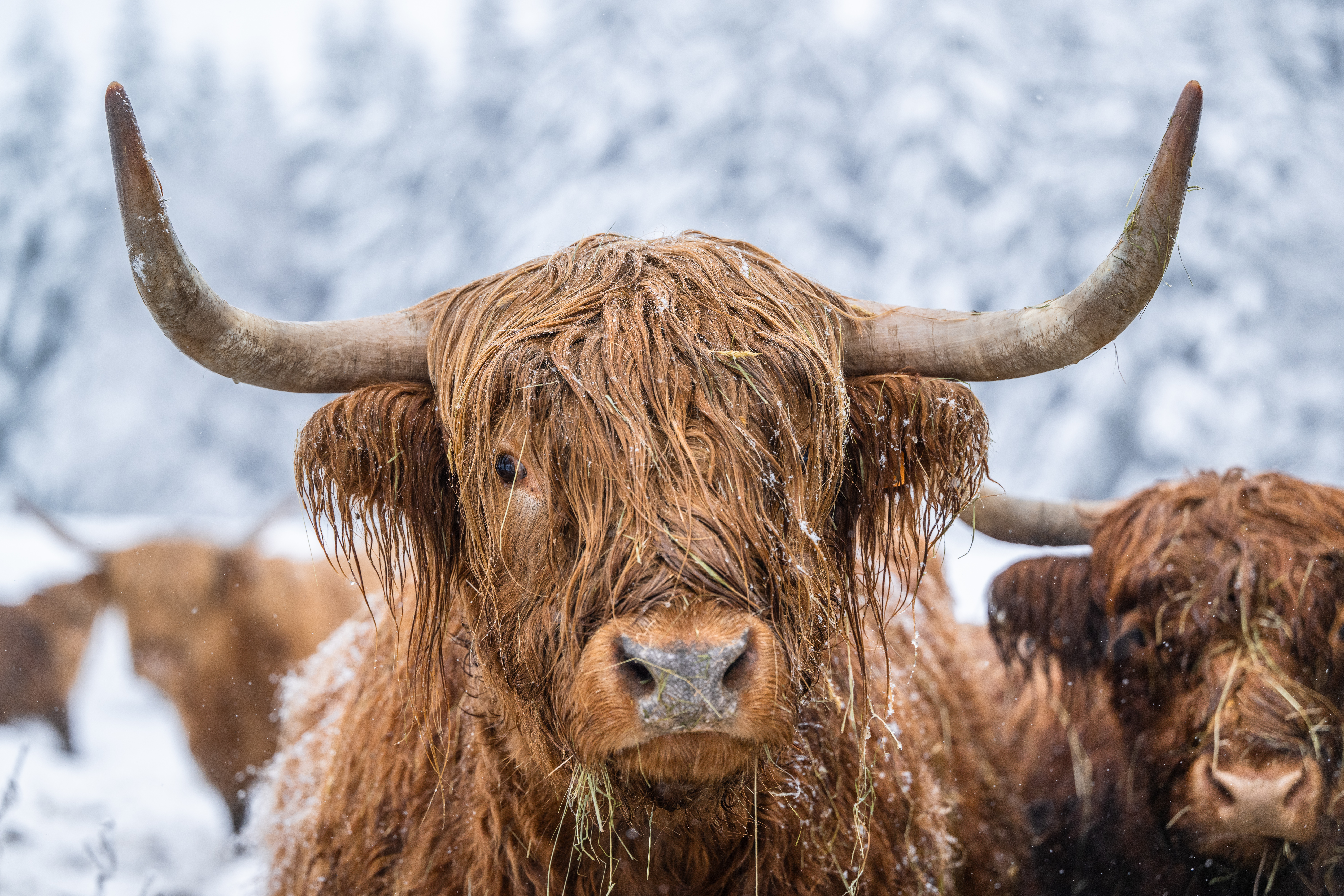 plateau des tailles sous la neige - Bovin Highland