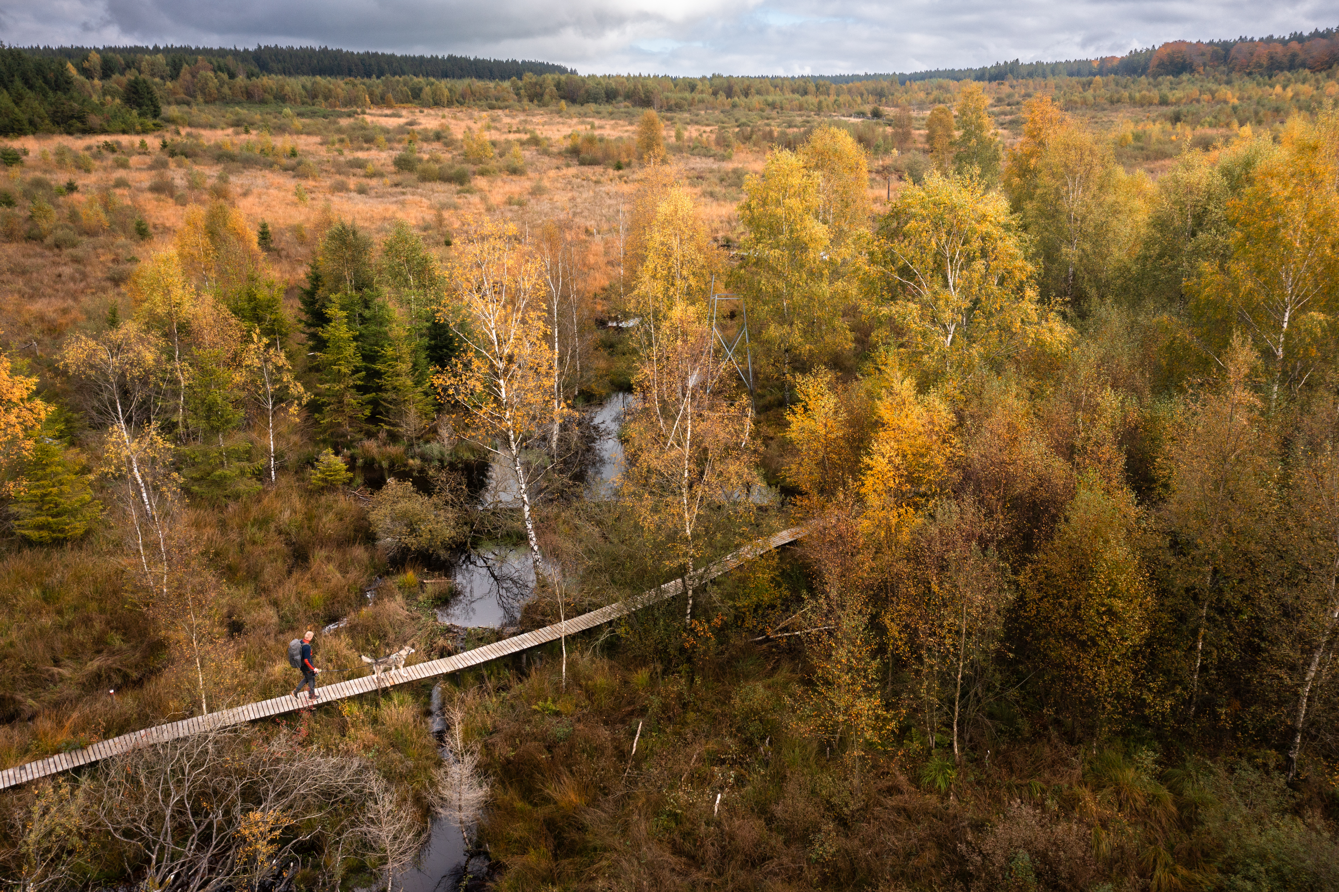 Promeneur avec son chien sur le  Caillebotti Fagne d'Odeigne - Plateau des Tailles