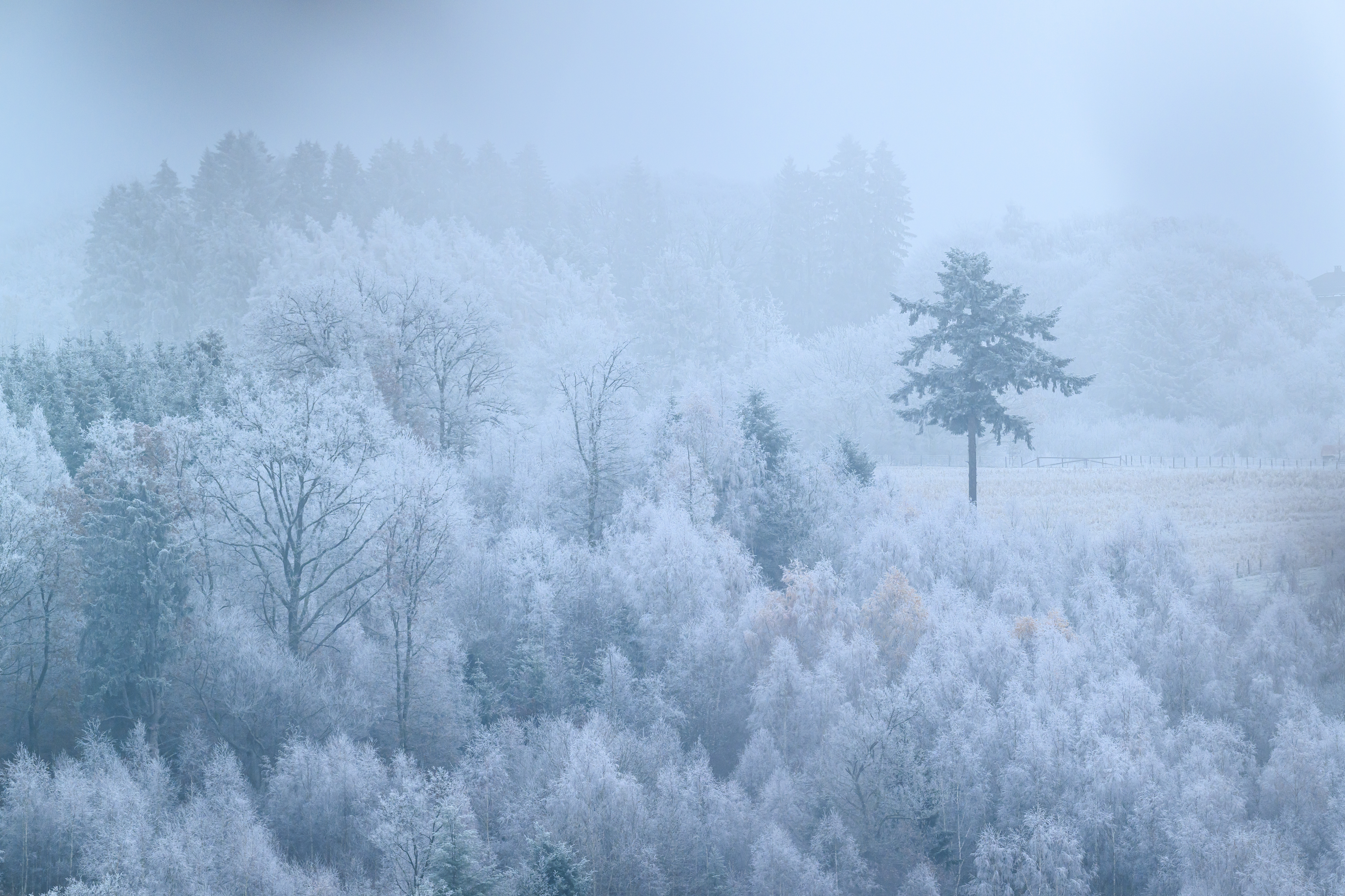 Ambiance givrée en forêt
