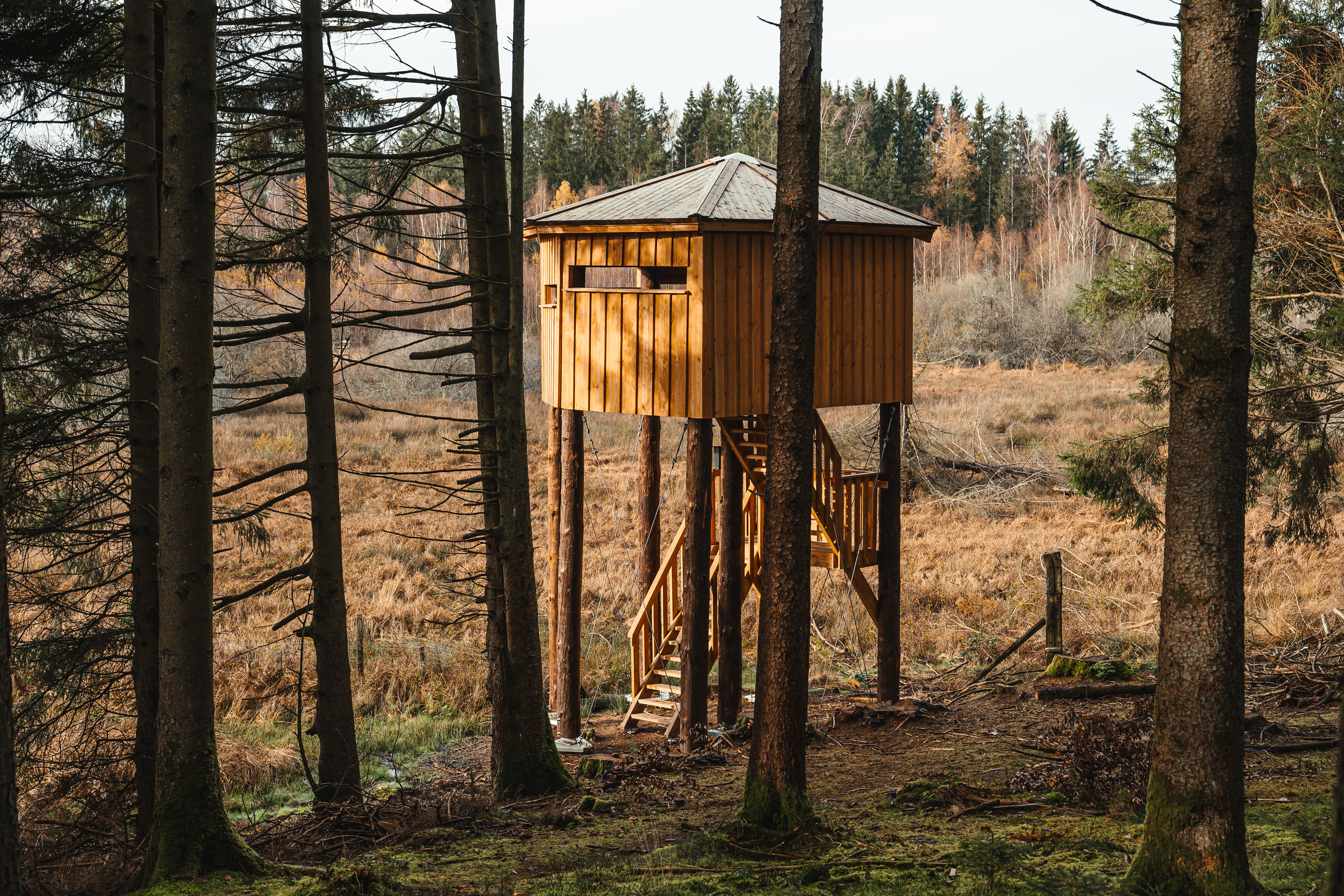 Observatoire de la faune en forêt d'Anlier