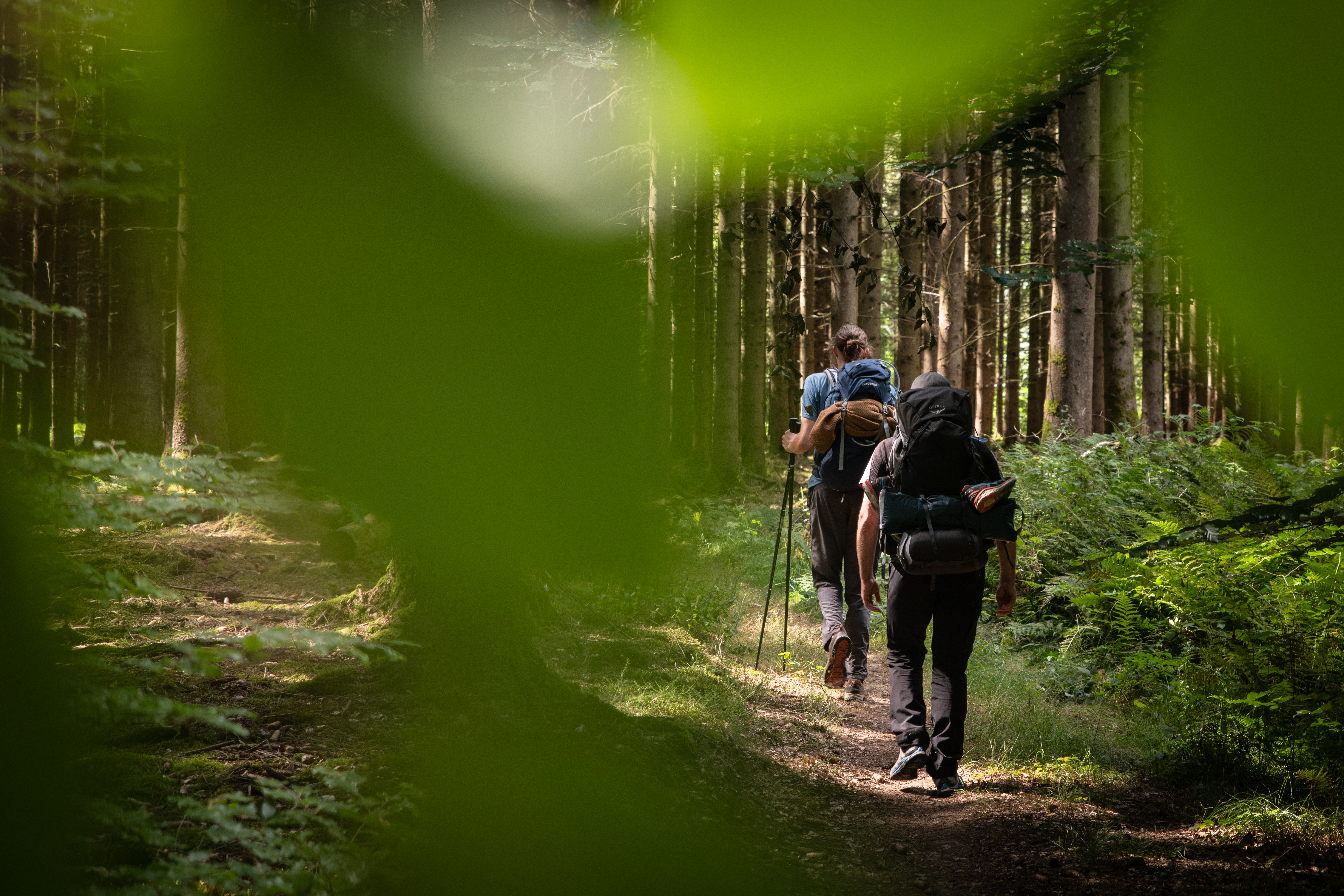 Randonneurs dans les bois d'Érezée