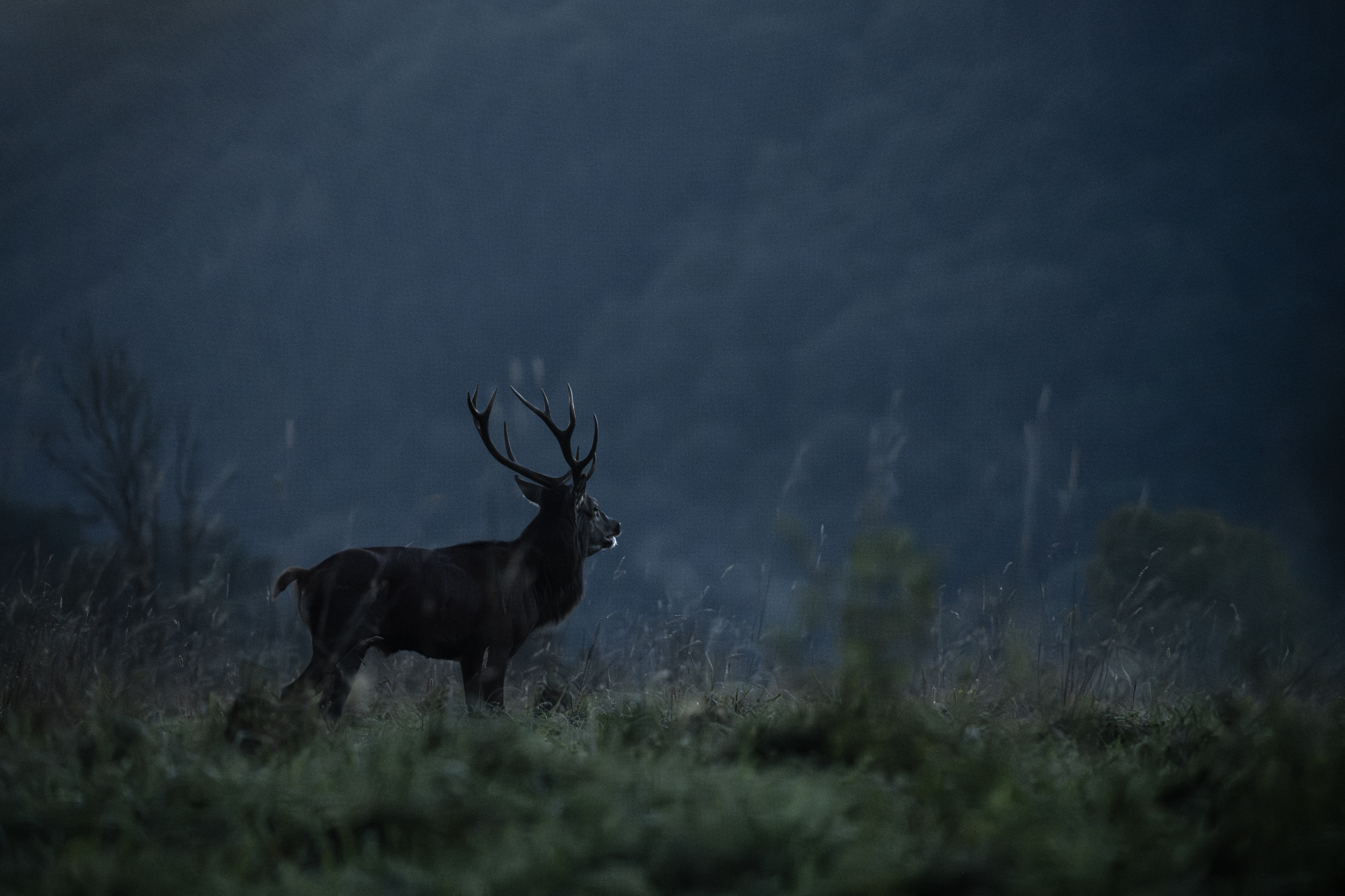Brame du cerf en Ardenne