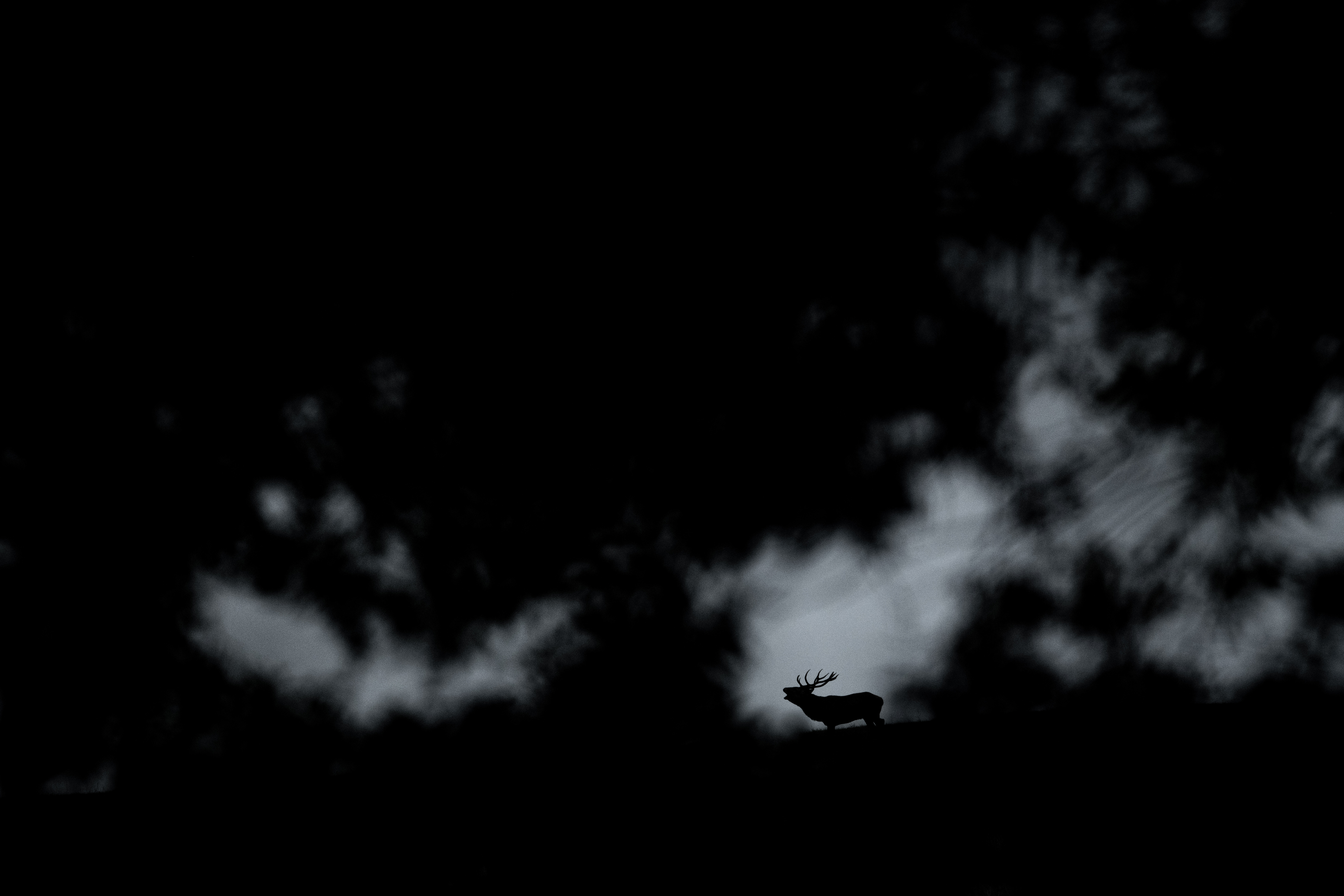 Brame du cerf en Ardenne